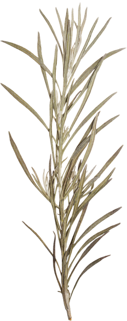 Hand Pressed Flora