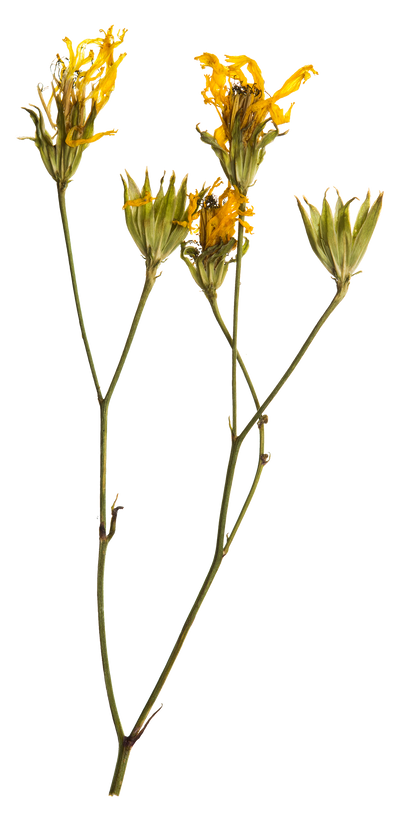 Hand Pressed Flora