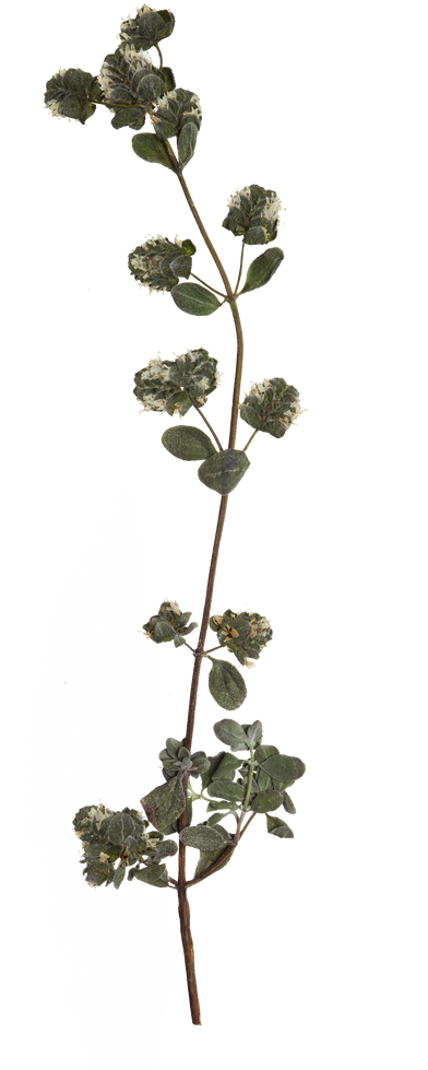 Hand Pressed Flora